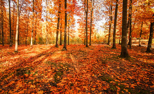 Warme Herbstsonne im Wald
