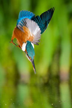 Kingfisher in action by Kingfisher.photo - Corné van Oosterhout