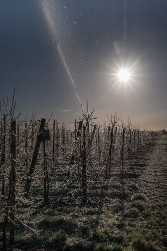 Beregenen fruiboomgaard