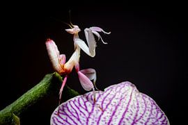 Larva of an orchid praying mantis