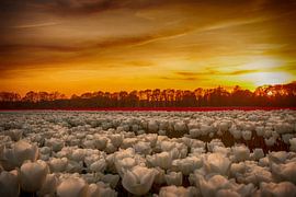 Tulpenveld by Erik Spiekman
