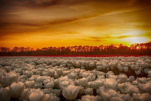 Tulpenveld