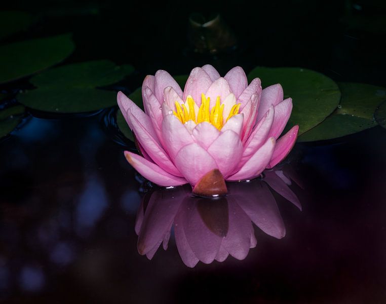 Seerose im Gartenteich von ManfredFotos