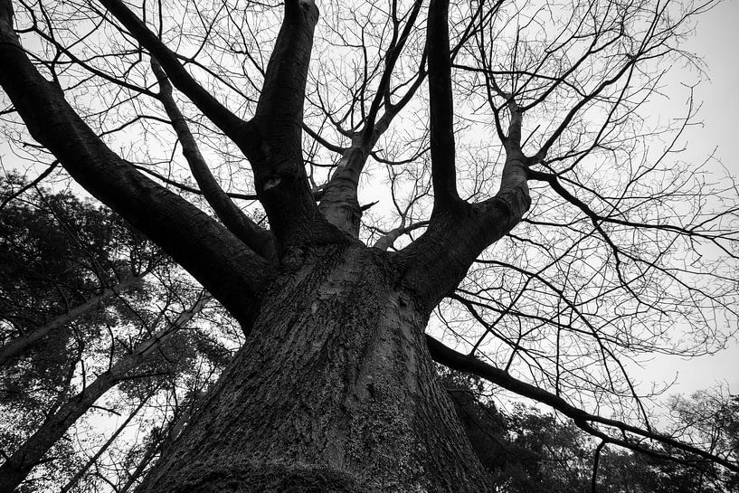 look up by Bart Liesenborgs