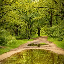 Reflektionen von Bäumen. 2 von Alie Ekkelenkamp