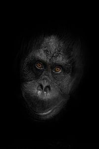 freundliches Orang-Utan-Gesicht mit orangefarbenen smarten Augen und schwarz-weißer Stahlhaut in Nah