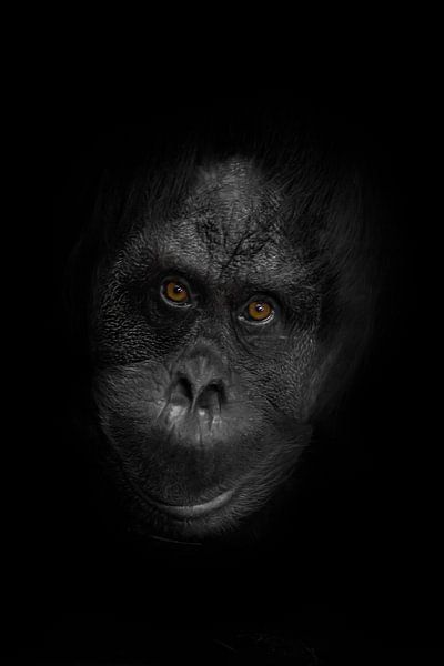 vriendelijk orang-oetan gezicht met oranje slimme ogen en zwart-witte stalen huid close-up slimme an van Michael Semenov