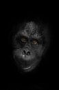 vriendelijk orang-oetan gezicht met oranje slimme ogen en zwart-witte stalen huid close-up slimme an van Michael Semenov thumbnail