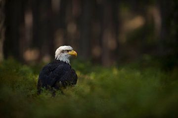 Bald Eagle ( Haliaeetus leucocephalus ), watches attentively, sitting in a spotlight in the undergro