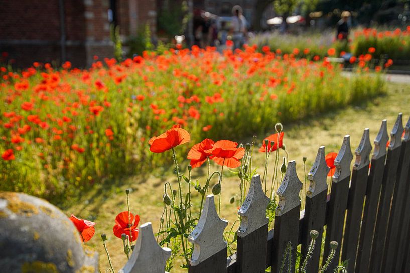 Field of red poppies by Dirk van Egmond