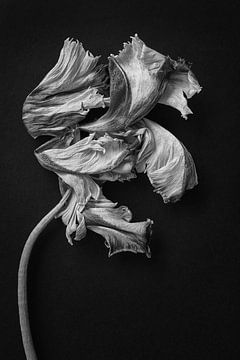 Tulipe Rembrandt en solo sur Karel Ham