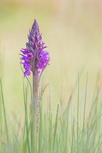 Spotted Reed Orchid by Yvon van der Laan