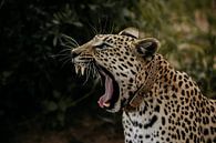 The yawning leopard in Okonjima Nature Reserve by Leen Van de Sande thumbnail