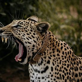 The yawning leopard in Okonjima Nature Reserve by Leen Van de Sande