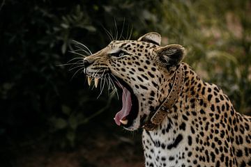 Het geeuwende luipaard in Okonjima Nature Reserve van Leen Van de Sande