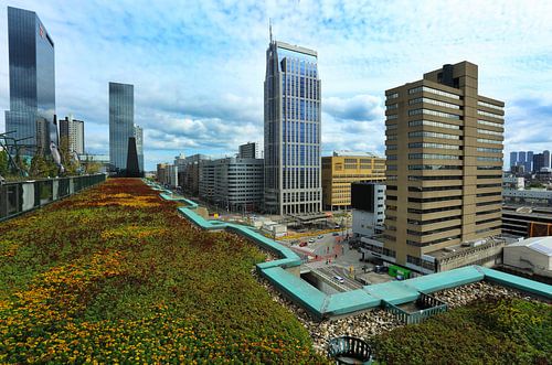 Groene daken in Rotterdam