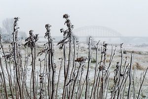 IJzel en Waalbrug bij Nijmegen