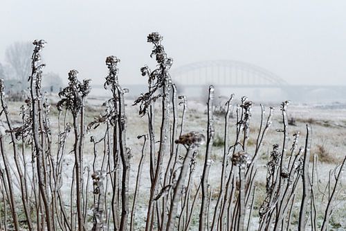 IJzel en Waalbrug bij Nijmegen