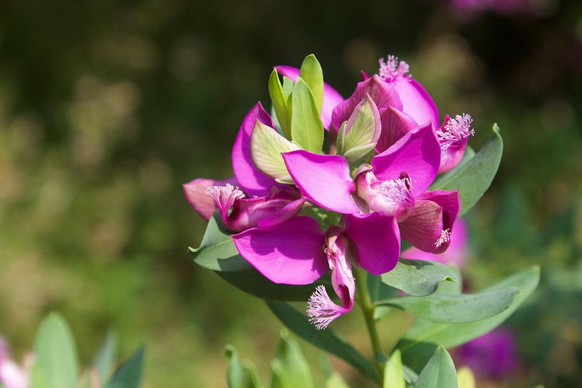 Nature, flower by Alexandra Verkerk