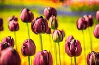 Paarse tulpen van Stedom Fotografie thumbnail