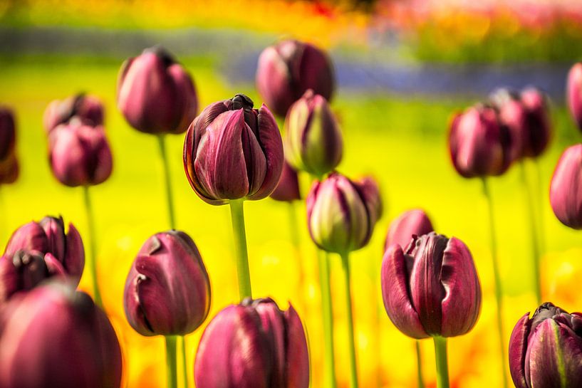 Paarse tulpen van Stedom Fotografie