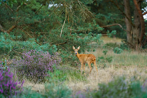 Roe deer in blooming heather