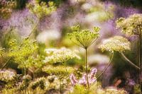 Wildblumen im Sonnenschein