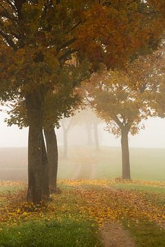 Herfst loofbomen gehuld in mist van Anselm Ziegler Photography