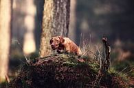 Determined - The Focus of a Vizsla by Hans van Oort thumbnail