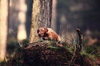 Determined - The Focus of a Vizsla