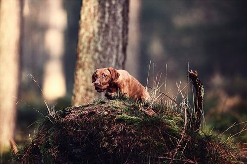 Entschlossen - Der Fokus eines Vizsla