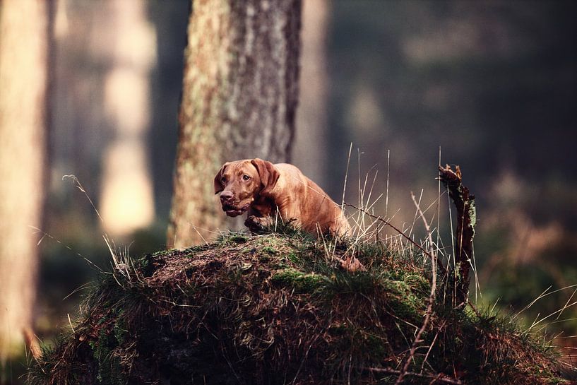 Determined - The Focus of a Vizsla by Hans van Oort