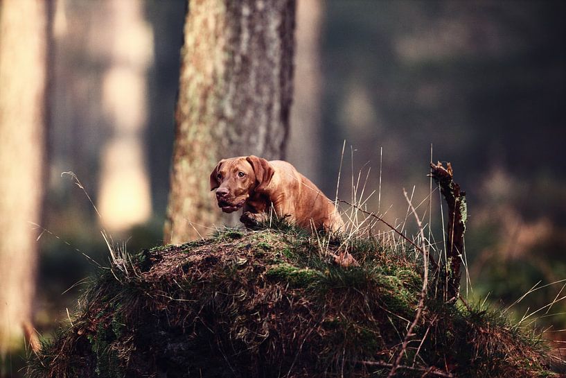 Vizsla bei der Arbeit von Hans van Oort