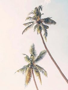 Palm Trees van David Potter