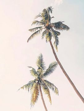 Palm Trees van David Potter