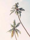 Palm Trees by David Potter thumbnail