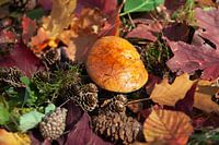 Herfst kleuren