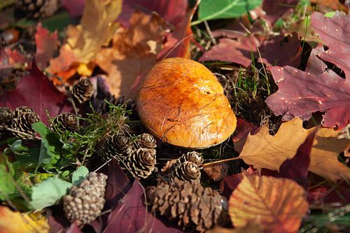Herbstfarben von Cornelius Fontaine