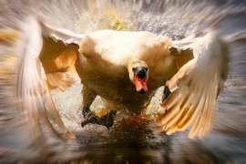 Wunderschöner Schwan