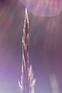 Paarse Lavendel en zonsondergang van Karijn | Fine art Natuur en Reis Fotografie