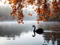 Der schwarze Schwan im Herbstnebel - De zwarte zwaan in de herfstnevel