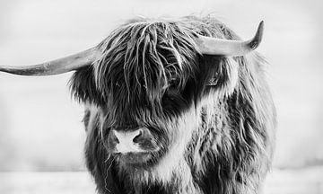 Portrait d'une vache écossaise Highlander en noir et blanc / bovin sur KB Design & Photography (Karen Brouwer)