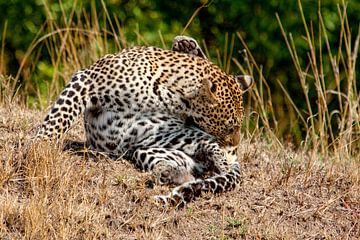 Leopard Cleaning van Peter Michel