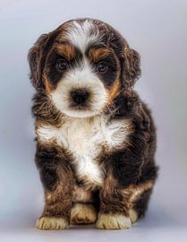 Welpe von Truckpowerr