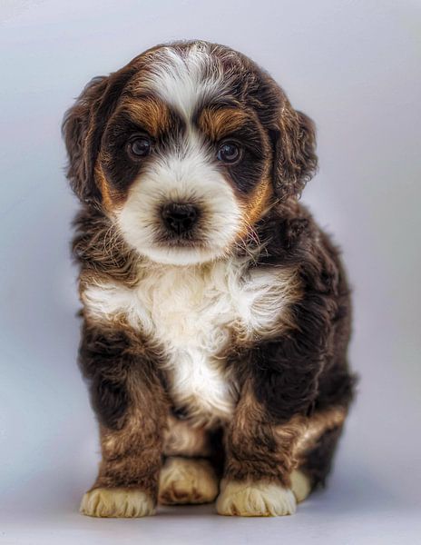 Puppy by Truckpowerr