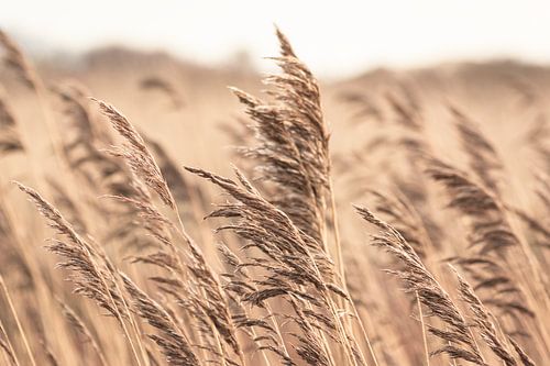 Wuivend riet in zacht licht