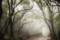 The rainforest of Anaga