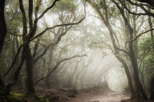 La forêt tropicale d'Anaga sur Roelie Steinmann