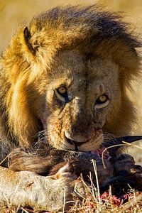 Repas du lion sur Peter Michel