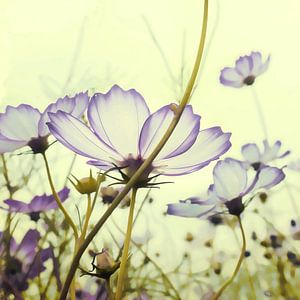 TENDER SOFT BLOSSOMS-B
